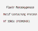 Flavin Monooxygenase Motif Containing Protein Of 33kDa (P33MONOX)