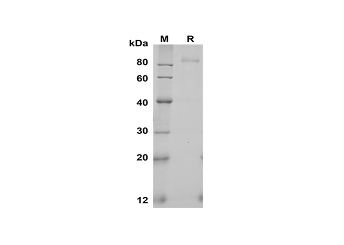 Валидация Elabscience PDMH100344(955)