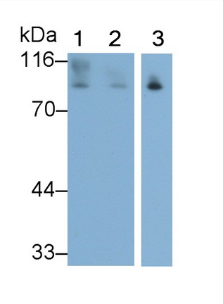 27278
