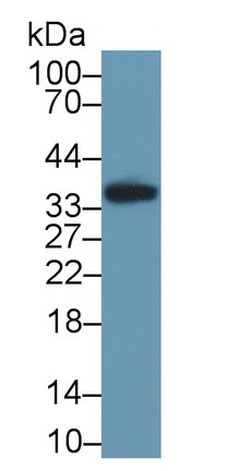 11866