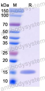 Валидация SDS-PAGE - AntibodySystem RHB86907