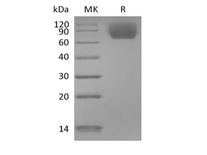 Валидация Elabscience PKSM041444(5319)
