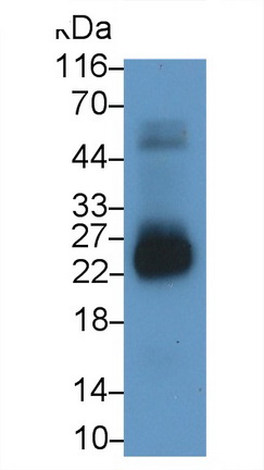 22744