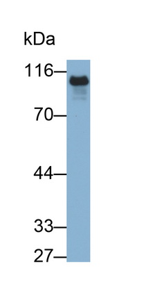62675
