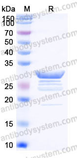YHD25502, SDS-PAGE