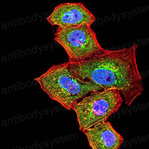 Валидация IF - AntibodySystem RHE29902
