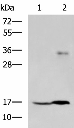 Валидация Elabscience E-AB-18146