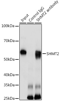 Валидация Elabscience E-AB-93343