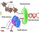 Anti-Scl 70 Antibody