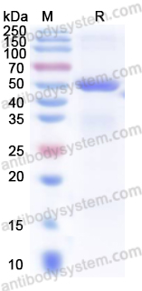 Валидация AntibodySystem YHF56801