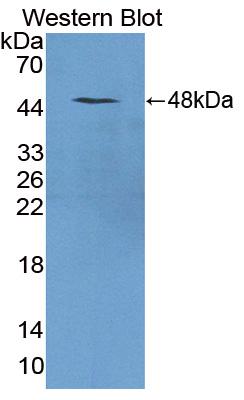 59683