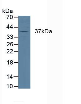 5348