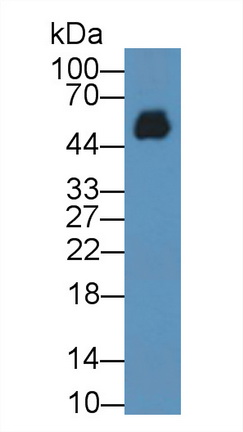 10458