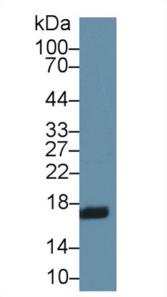 14636