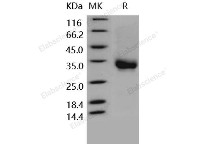 Валидация Elabscience PKSH030290(1237)