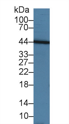 10184