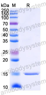 Валидация SDS-PAGE - AntibodySystem RHD96502