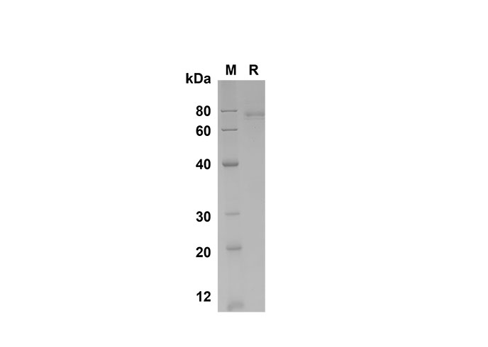 Валидация Elabscience PDMH100312(924)