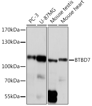Валидация Elabscience E-AB-91995