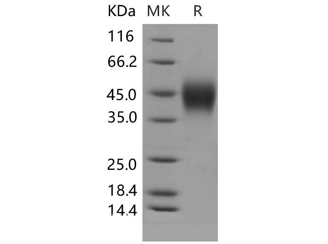 Валидация Elabscience PKSM040535(4525)