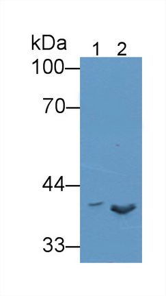 11904