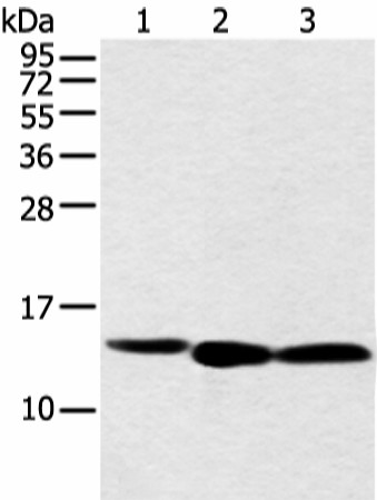 Валидация Elabscience E-AB-52255