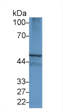 15272