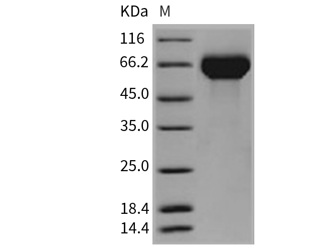 Валидация Elabscience PKSM040767(4738)