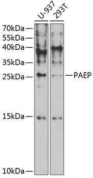 Валидация Elabscience E-AB-67700