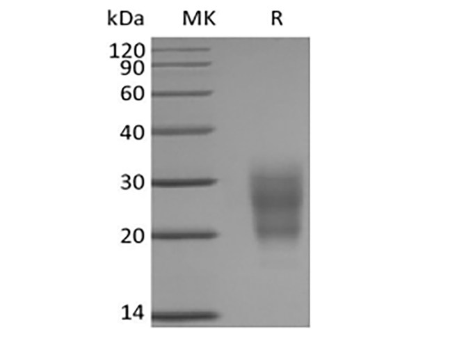 Валидация Elabscience PKSM041409(5284)