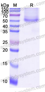 EHD48001, SDS-PAGE