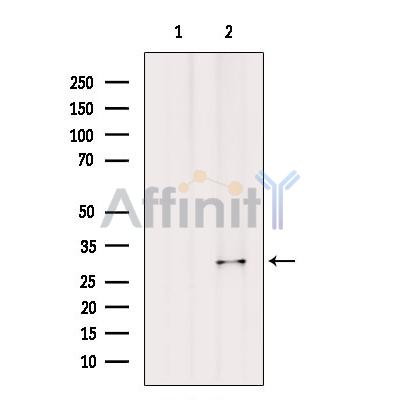 Валидация Affinity DF7652 - 19420