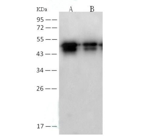 Валидация Elabscience E-AB-V1341