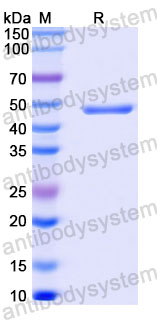 Валидация SDS-PAGE - AntibodySystem RVV13417