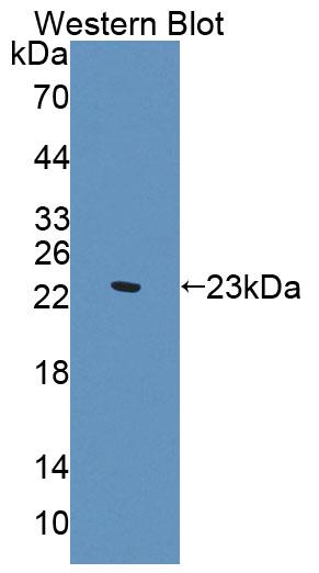 41185