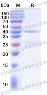 Валидация AntibodySystem YHA88001