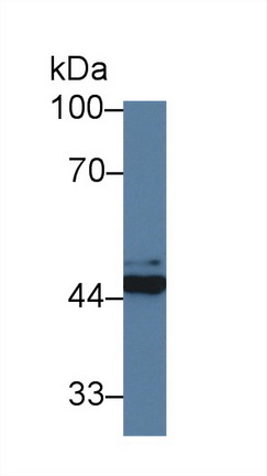 14293