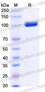EHJ21603, SDS-PAGE