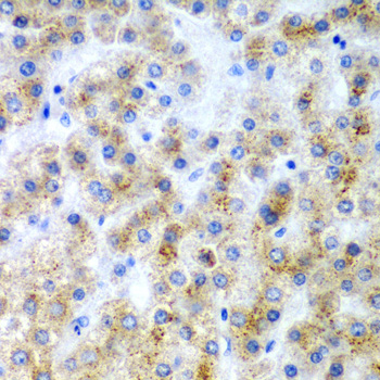 Валидация Elabscience E-AB-62308