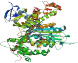 Myosin Heavy Chain 2, Skeletal Muscle, Adult (MYH2)
