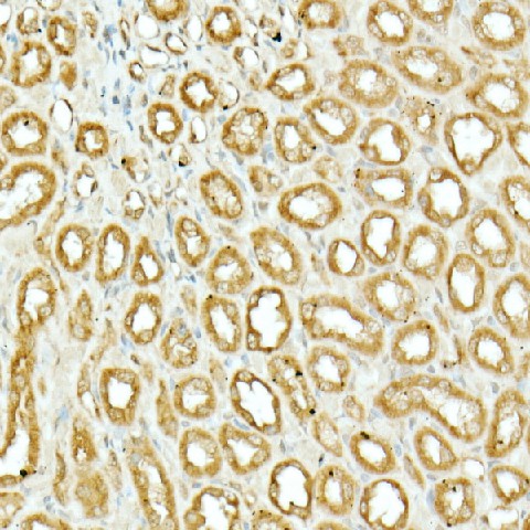 Валидация Elabscience E-AB-93081
