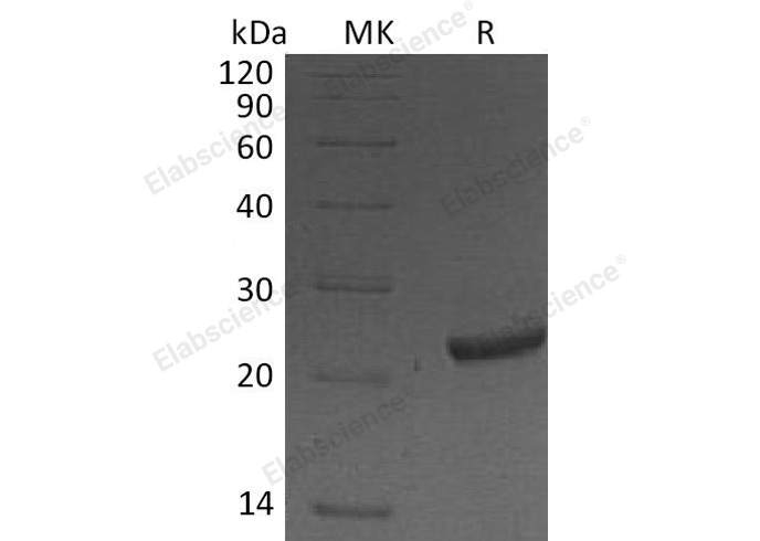 Валидация Elabscience PKSM040951(4890)