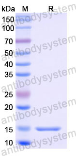Валидация SDS-PAGE - AntibodySystem RHA24602