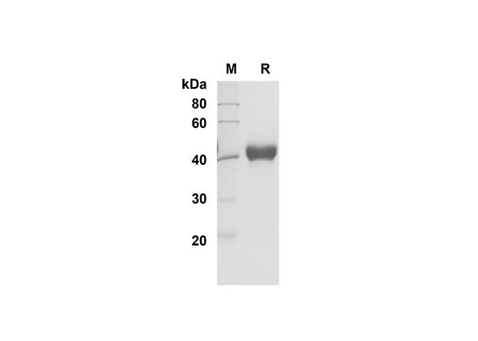 Валидация Elabscience PDMH100297(909)