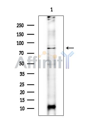 Валидация Affinity DF15997 - 12537