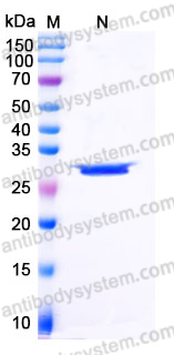 YHE40001, SDS-PAGE