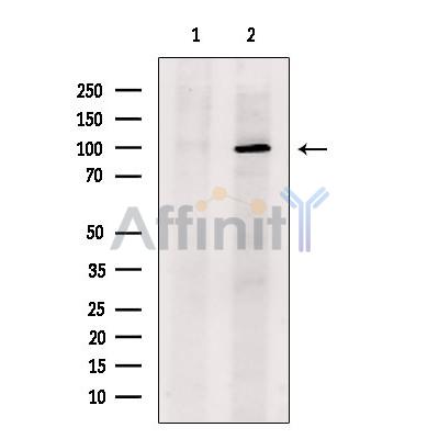 Валидация Affinity DF13506 - 8899
