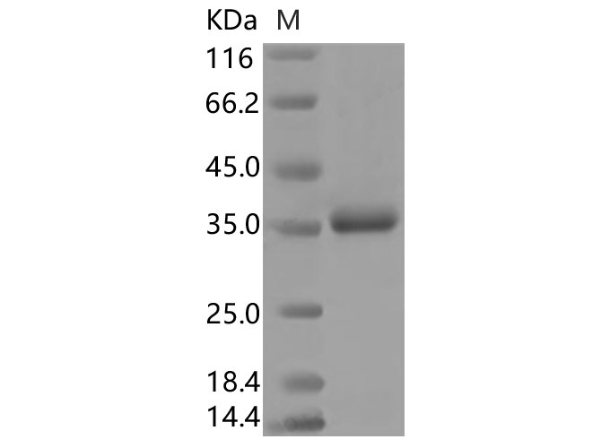 Валидация Elabscience PKSR030533(5849)