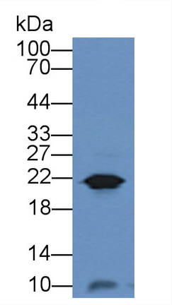 11998