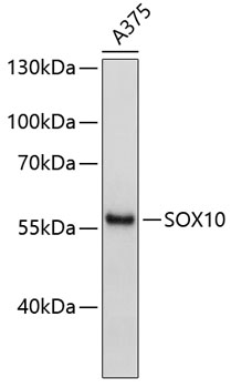 Валидация Elabscience E-AB-68003